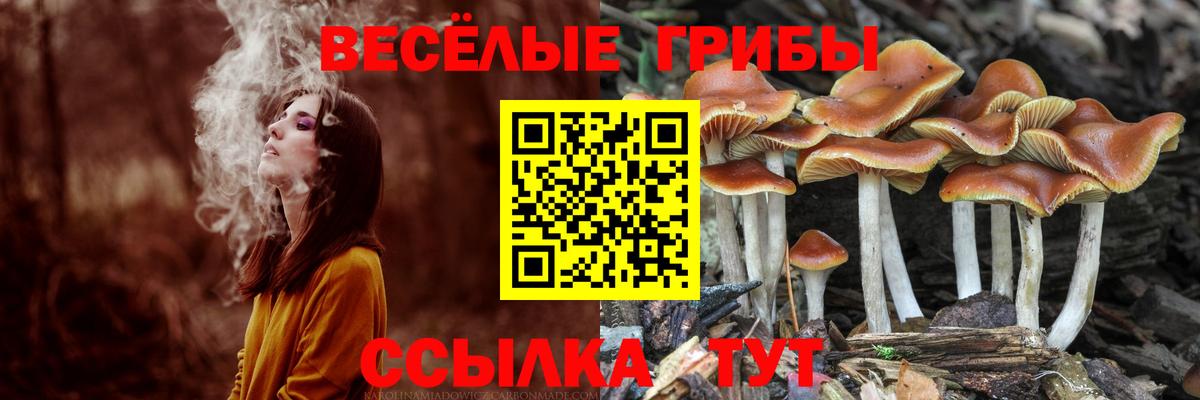 Псилоцибиновые грибы Psilocybine cubensis Выкса